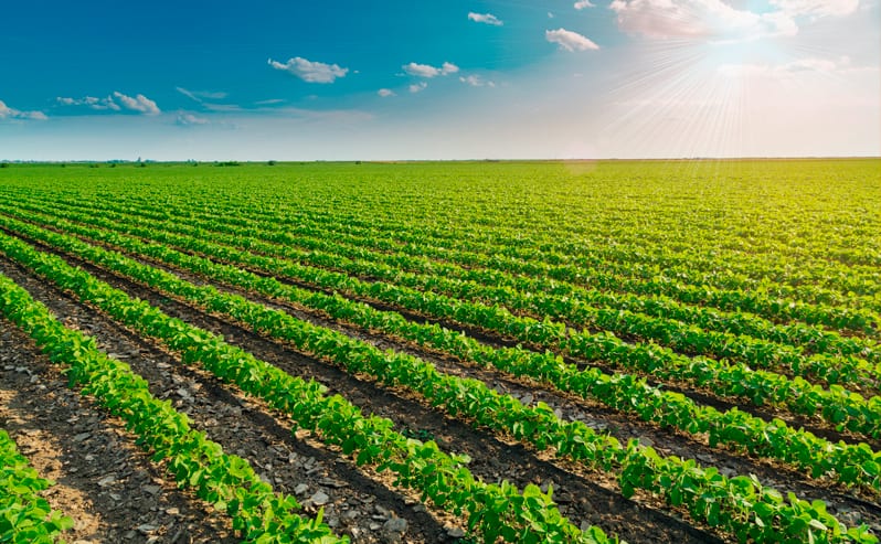 BNDES cria nova linha de crédito rural e oferece R$ 2 bilhões a produtores