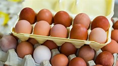 Exportação brasileira de ovos mais que dobra até maio de 2021