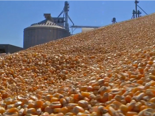 Importação de milho no Brasil deverá continuar para atender a demanda interna