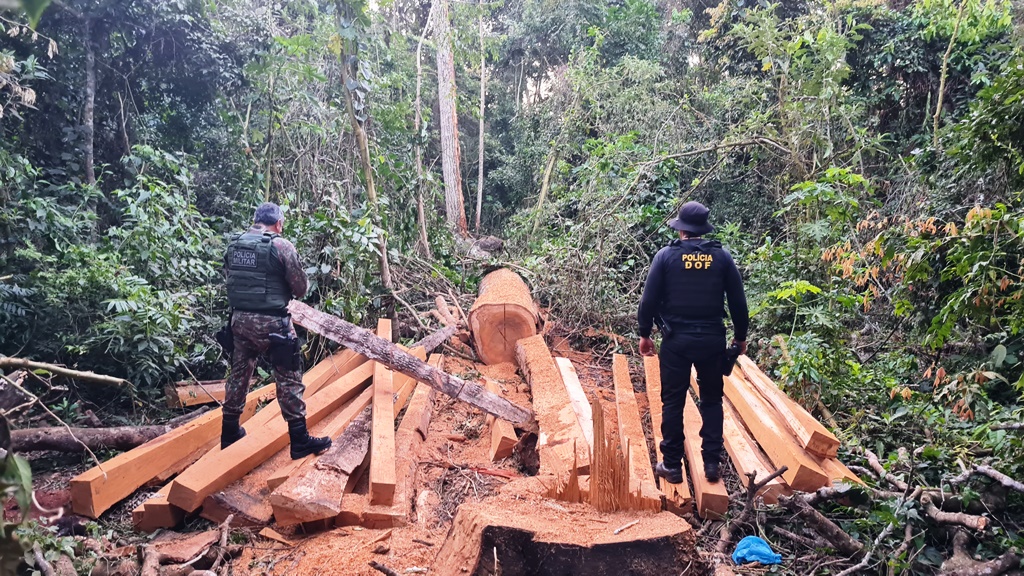 PMA de Naviraí autua nove infratores presos pelo (DOF) por exploração ilegal de madeira