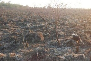 Incêndio se alastra em Bonito e já atinge área de 2,7 mil hectares em apenas três dias