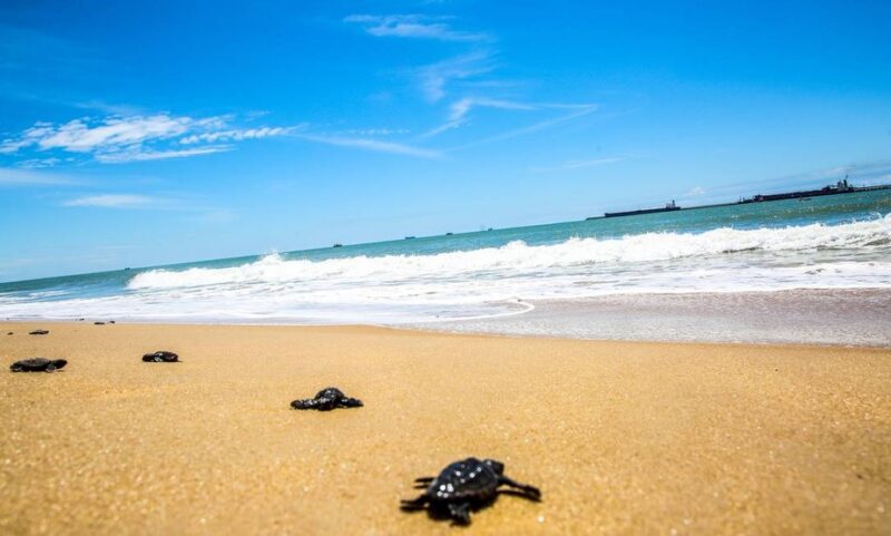 Projeto que já devolveu mais de um milhão de tartarugas ao mar ganha prêmio internacional de sustentabilidade