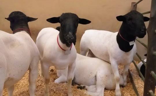 Iagro prorroga o prazo para regularização de rebanhos de caprinos e ovinos em MS