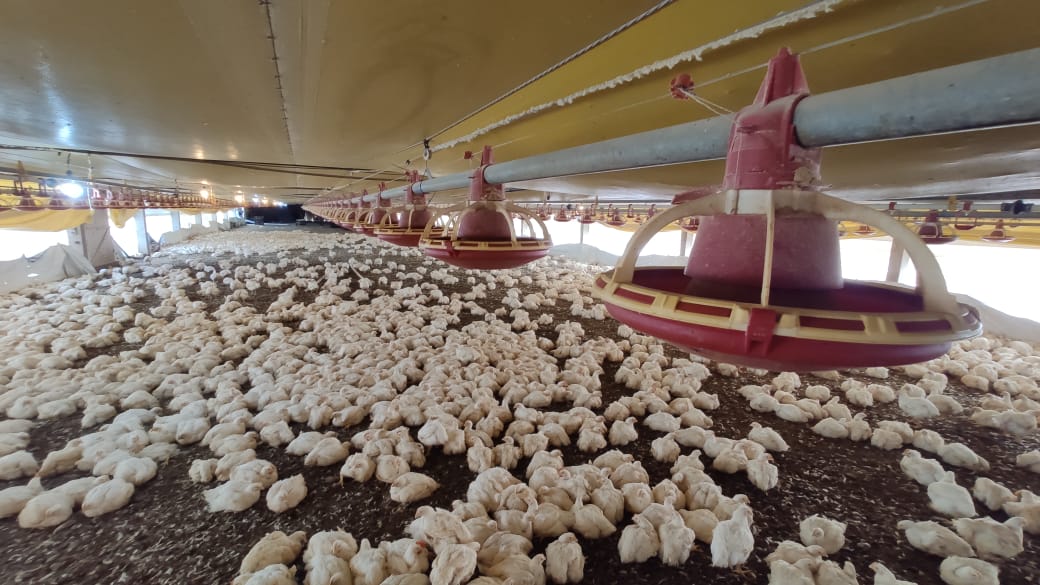 Decreto do ajuda o setor de avicultura: granjas tiveram que abrir novos poços e contratar caminhões pipa para suprir falta de água