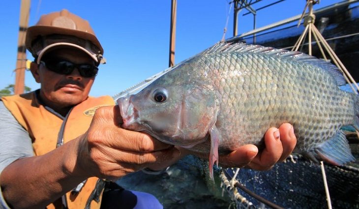 Semagro estimula implantação de frigorífico para processamento de peixe em Inocência