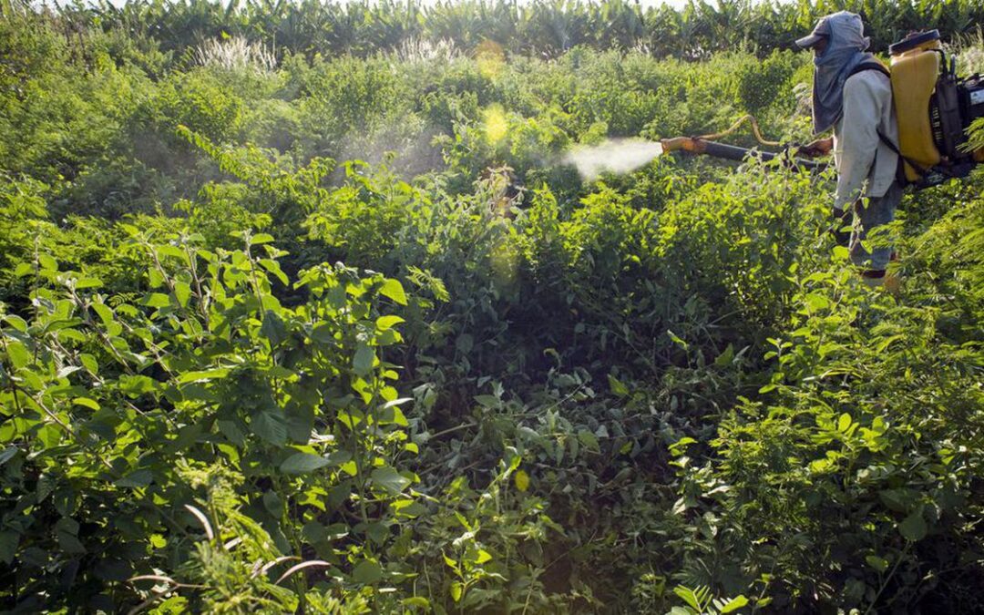 Câmara aprova mudança em prazo para registro de agrotóxicos