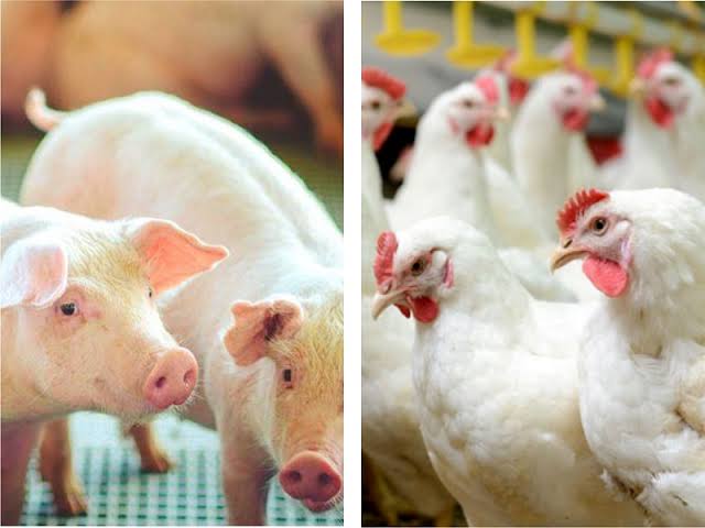 Conselho do FCO aprova R$ 253 milhões em investimentos para MS com destaque para áreas de suínos e aves