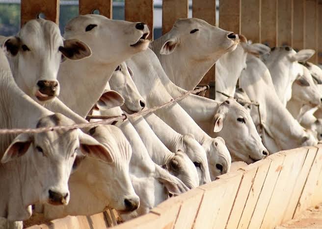 Boi gordo fecha janeiro em alta; setor deverá crescer 17,5% no ano