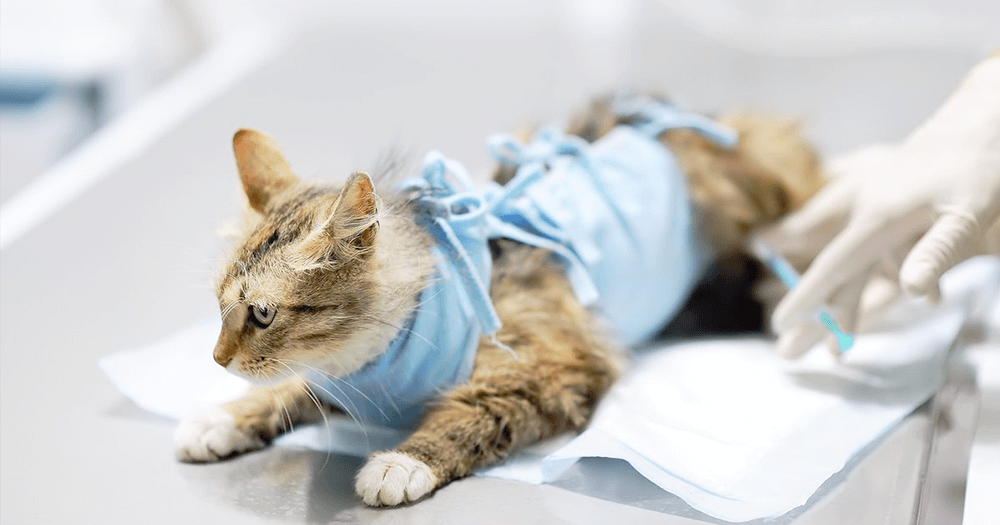 De quinta a sexta-feira os municípios de Ponta Porã, Dourados e Rio Brilhante recebem multidão de castração de animais
