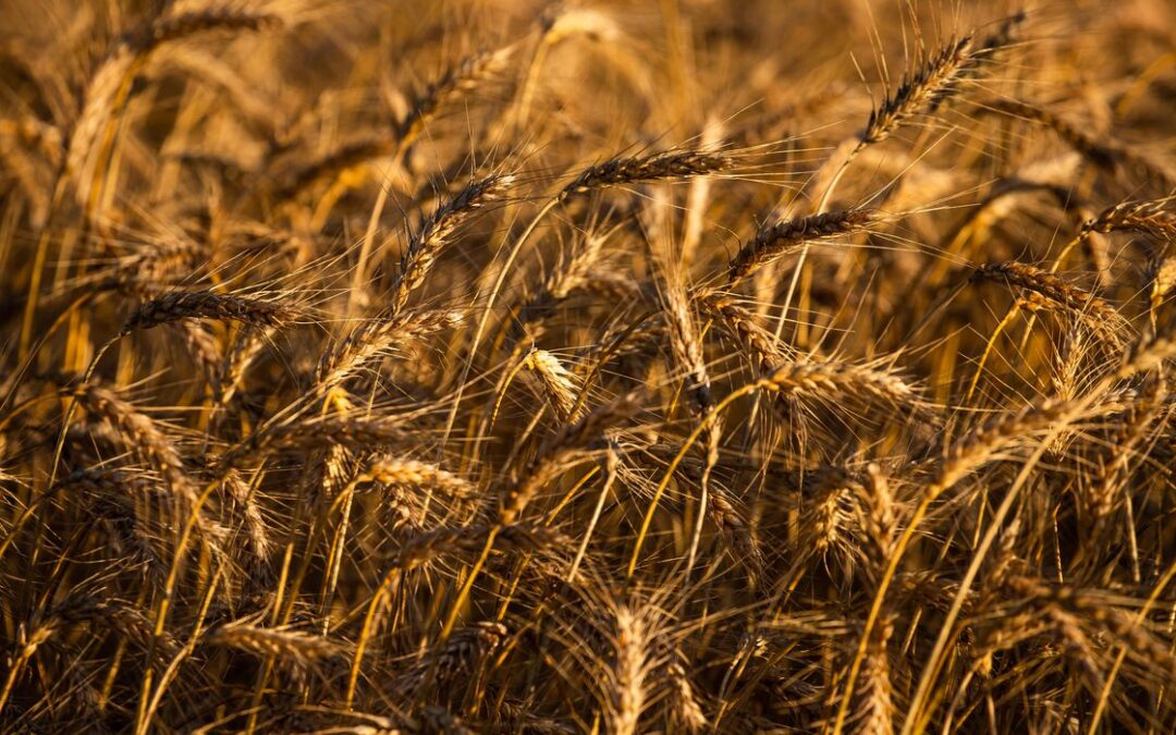 Milhões correm risco de desnutrição com alta do preço do trigo