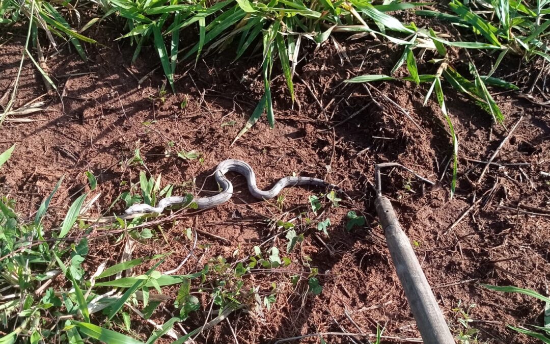 Bonito: PMA captura jiboia de um metro em pátio de escola e a solta em seu habitat