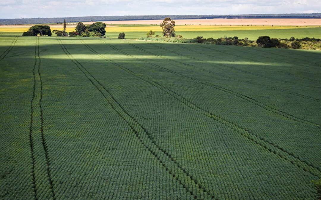 IBGE estima safra recorde de 263 milhões de toneladas em 2022