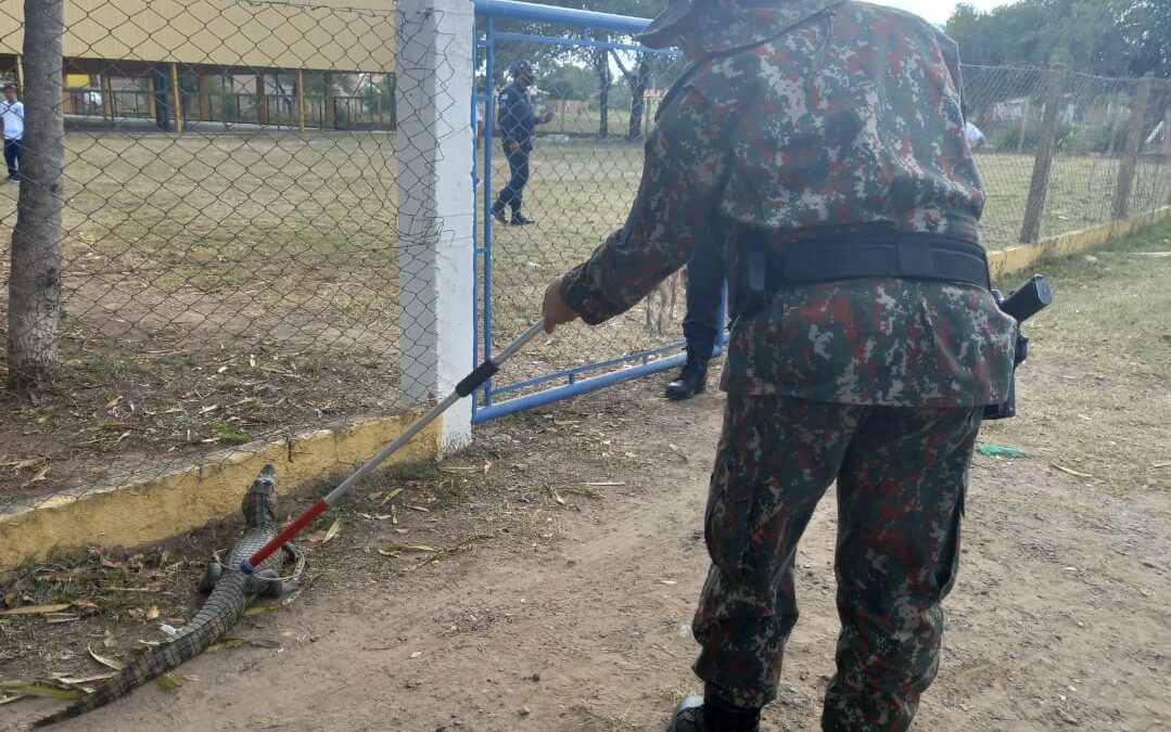 Porto Murtinho: PMA captura jacaré de 1,5 metro a escola na cidade