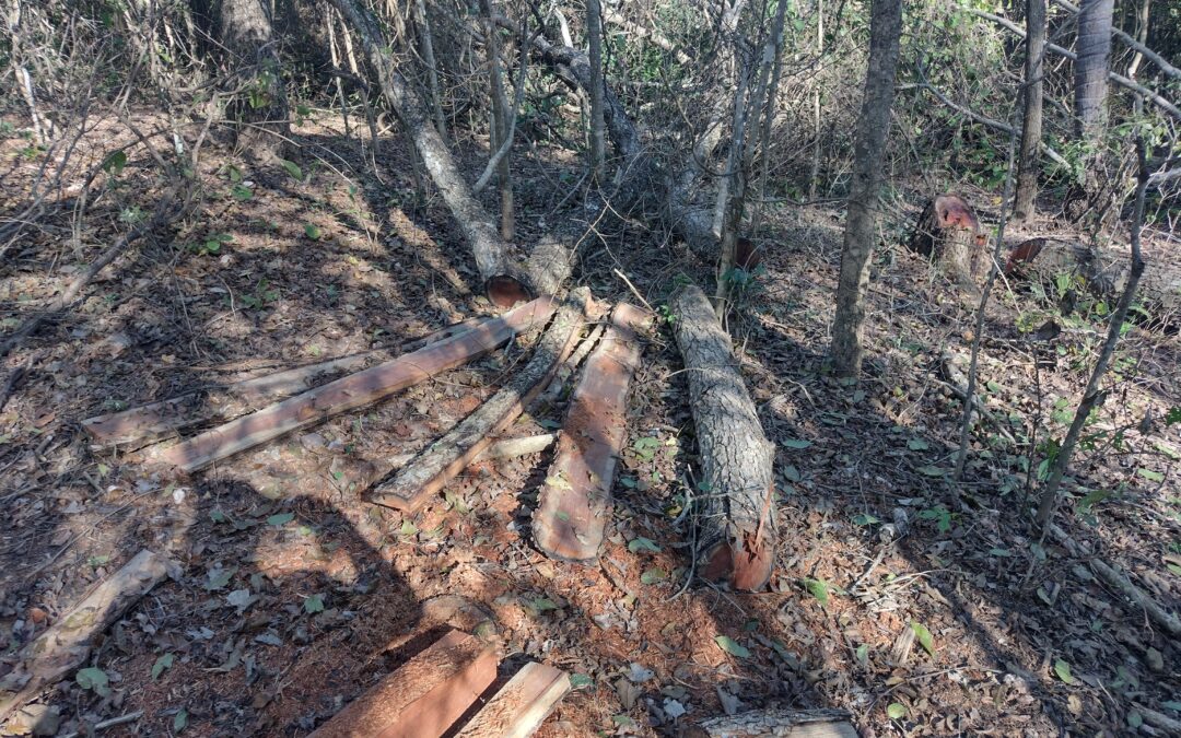 PMA de Aquidauana autua campo-grandense em R$ 12,6 mil por exploração ilegal de madeira