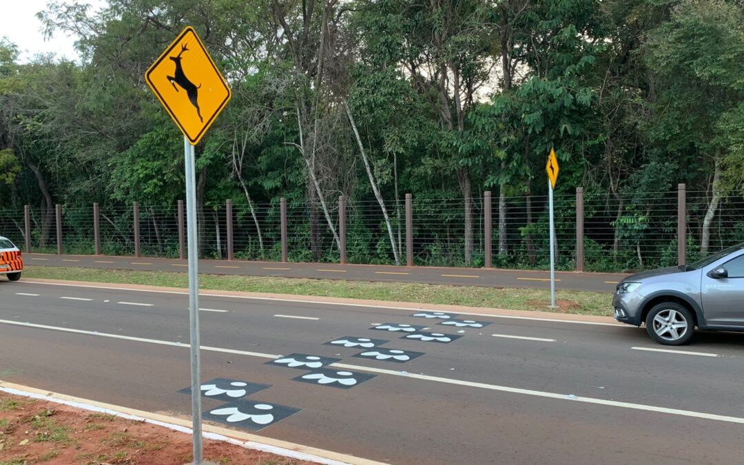 Parque dos Poderes ganha sinalização com “pegadas” no asfalto para segurança dos animais