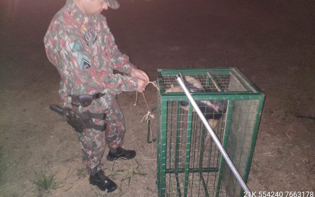 PMA de Bonito captura tamanduá perambulando pelas ruas e o solta em seu habitat