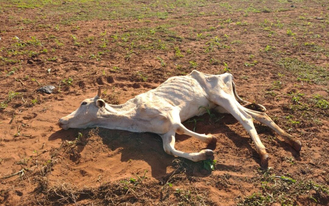 PMA de Anaurilândia autua paulista por maus tratos ao deixar gado sem alimento e causando mortes de animais
