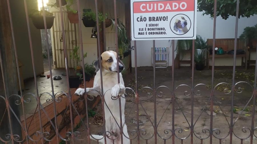 É LEI: Placa com aviso de “Cão Bravo” se torna obrigatória em casas na capital 