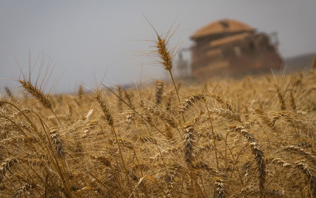 Conab estima que produção de grãos chegue a 272,5 milhões de toneladas