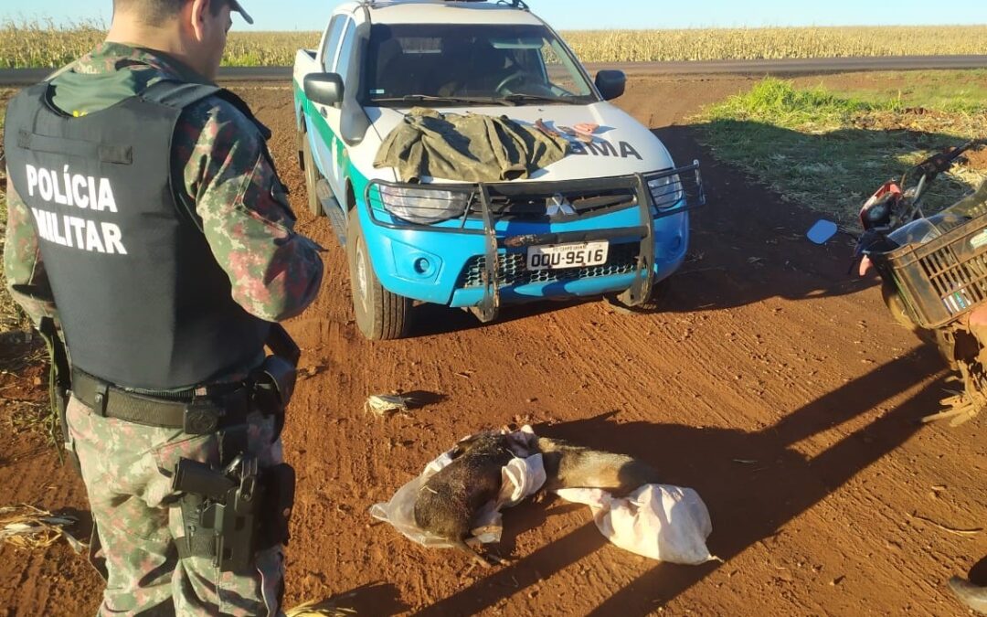 PMA de Amambai prende e autua caçador por abate de dois animais silvestres