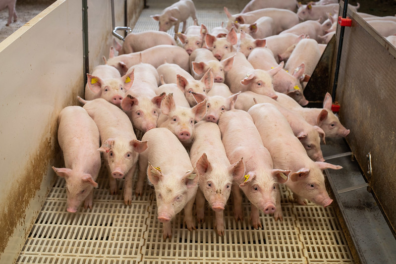 Suinocultura de MS vislumbra cenário otimista com recuperação do preço