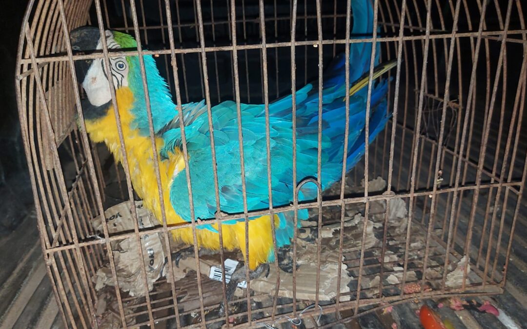 PMA de Rio Negro resgata arara com asa ferida em residência na cidade