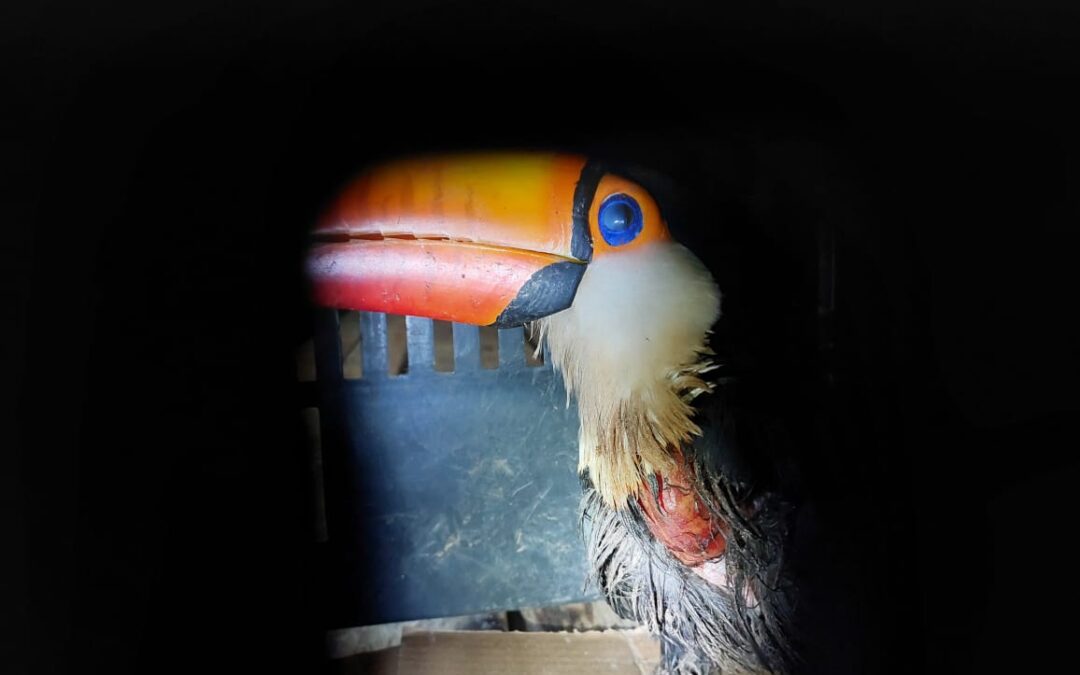 PMA DE de Corumbá captura tucano em residência ferido por linha de pipa com cerol