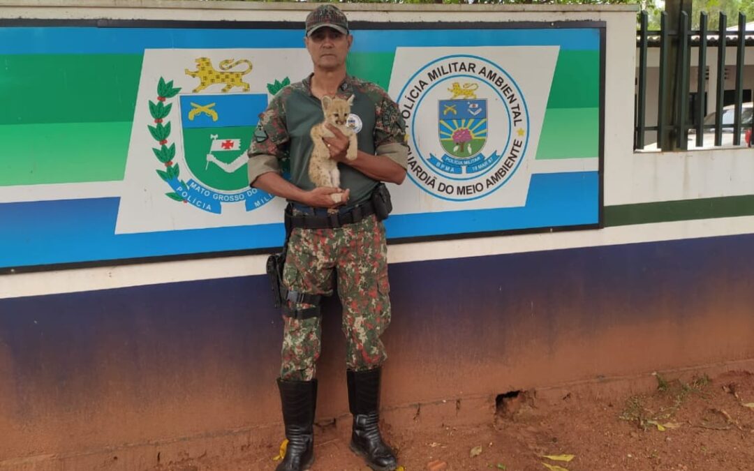 PMA de Coxim resgata filhote de onça-parda que apareceu sem a mãe na sede de uma fazenda em Rio Verde