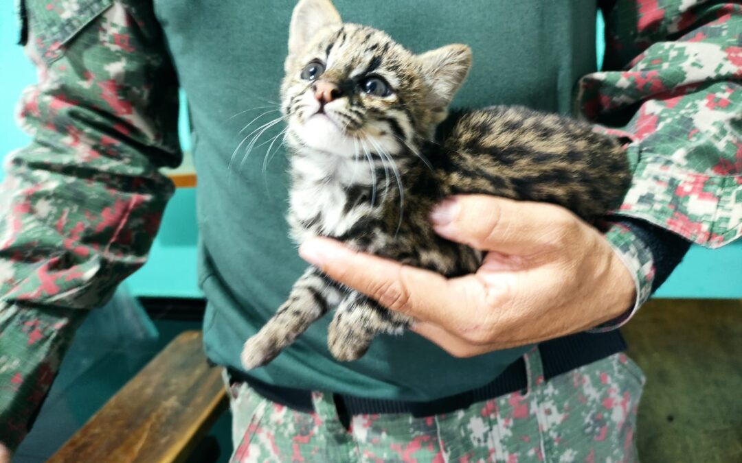 PMA de Dourados recolhe filhote de gato-maracajá que está na lista de espécie em extinção criado ilegalmente