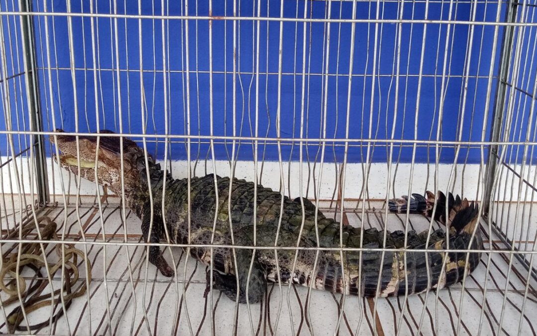PMA de Três Lagoas recebe filhote de jacaré de mais de um metro capturado por homem