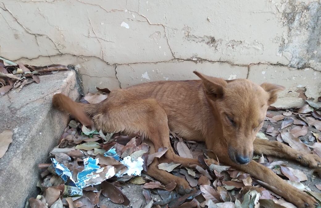PMA de Batayporã autua mulher por maus-tratos ao abandonar cães em uma casa em Nova Andradina