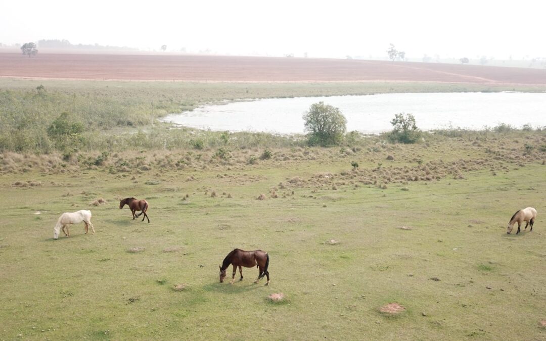 PMA de Batayporã autua paulista em R$ 102 mil por manter 66 animais em área protegida de reserva legal
