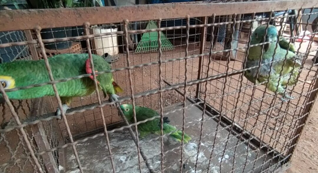 PMA de Batayporã autua mulher de 57 anos em R$ 15,5 mil por manter três papagaios e um tucano ilegalmente em cativeiro
