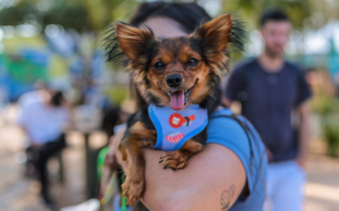 Campão Cultural terá Feira Pet com produtos, serviços e adoção de animais