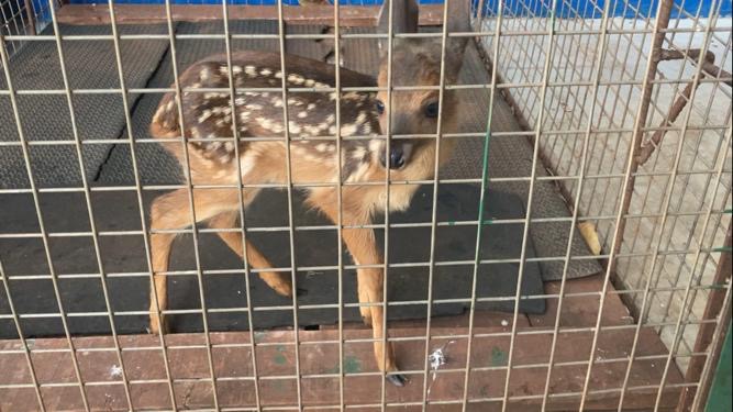 PMA de Dourados resgata filhote de veado perdido em rua de Distrito no município Rio Brilhante