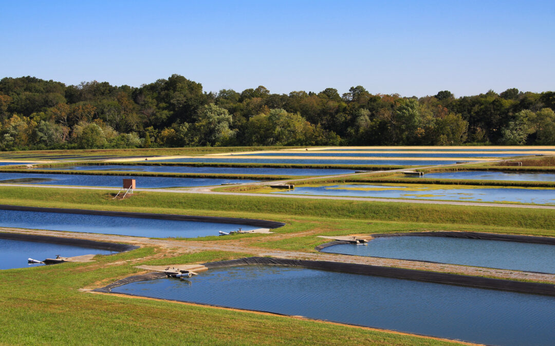 Um olho no peixe e outro no mercado internacional