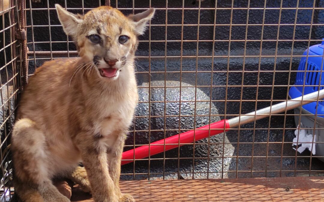 PMA de Dourados captura filhote de onça-parda em canavial depois de abandonado pela mãe durante a colheita da cana