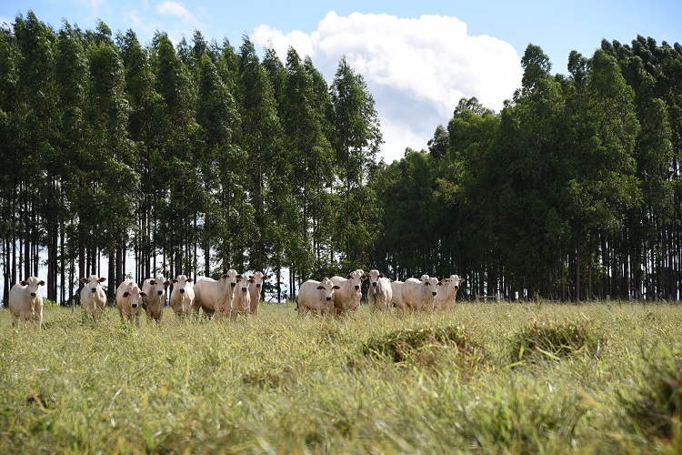 Mato Grosso do Sul: 45 anos de desenvolvimento do estado por meio da agropecuária