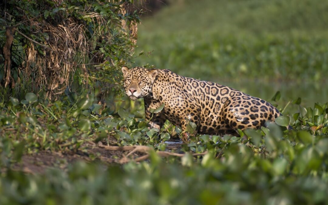 Queimadas, poluição e mudanças climáticas afetam bioma e reduz habitat da onça-pintada no Pantanal