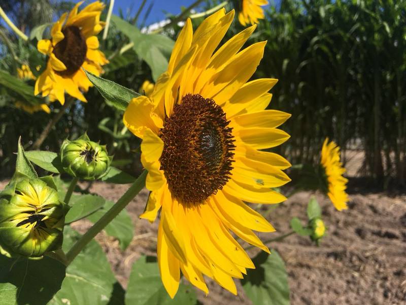 Bonito planta girassóis para ampliar alimentação de aves e abelhas