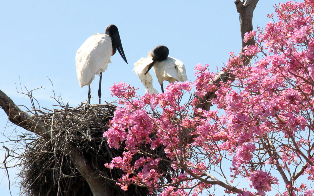 Apoio financeiro da Fundtur fortalece ações da rota Pantanal-Bonito