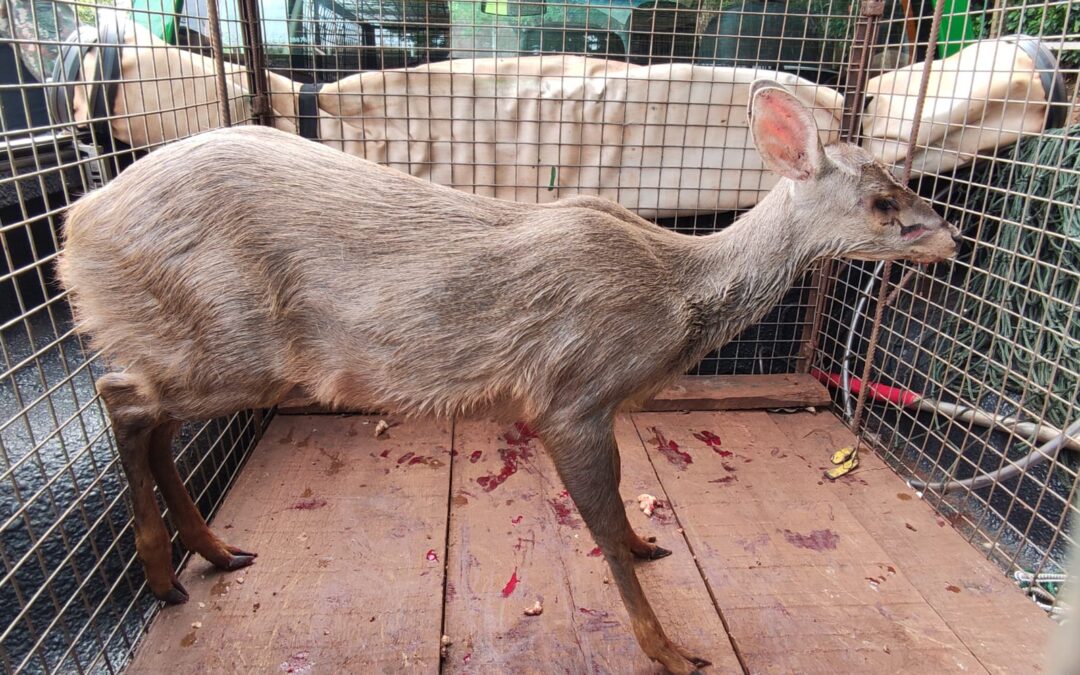 PMA dede Dourados captura em residência na cidade veado-catingueiro com ferimentos no pescoço e patas