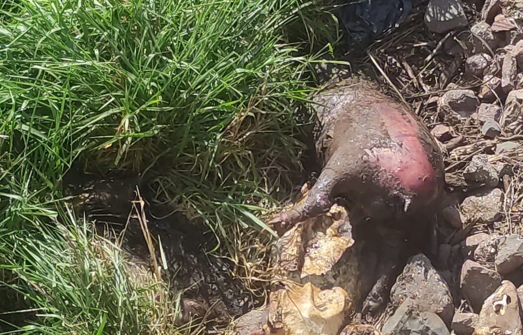 PMA de Costa Rica autua hidrelétrica paranaense em 105 mil por morte de 13 animais silvestres