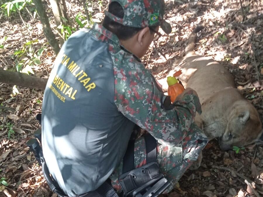 PMA Aparecida do Taboado solta onça-parda depois que dona de casa encontrou o animal no banheiro 