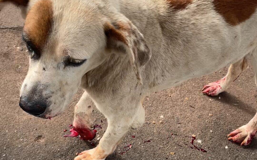 PMA de Cassilândia resgata cão vítima de maus tratos no centro da cidade