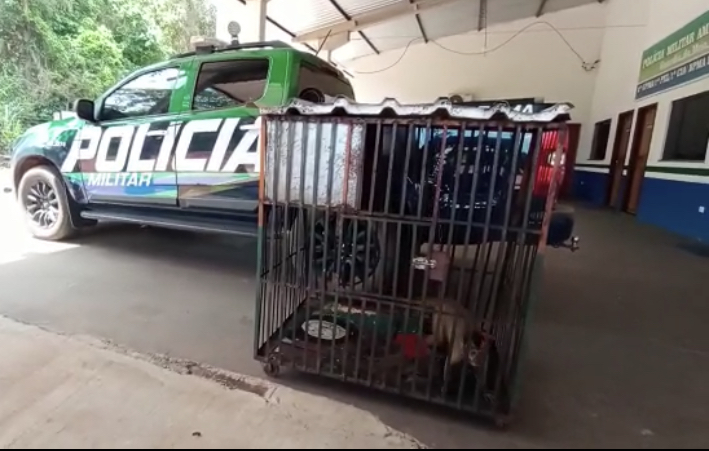 PMA de Amambai autua homem por manter animal silvestre ilegalmente em cativeiro