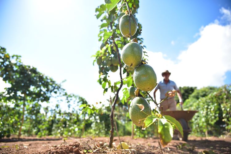 Fruticultores atendidos pela ATeG do Senar/MS comercializaram mais de R$186,7 mil em 2022