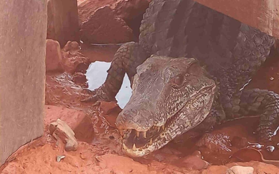 Corumbá: Empresa recebe visita ‘surpresa’ e jacaré é capturado em pátio de mineradora