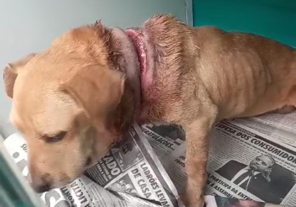 PMA de Costa Rica resgata cadela amarrada com corda no pescoço e com ferimento cheio de larvas
