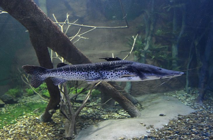 União permite pesca do pintado e Governo de MS e ICMBio vão fazer monitoramento da espécie